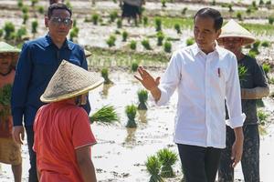 Presiden tinjau tanam padi di Kabupaten Pekalongan