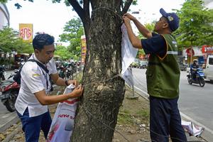 Pencabutan alat peraga kampanye di pohon