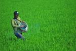 Target produksi beras 2024