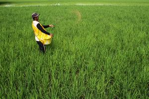 Upaya meningkatkan produksi beras awal tahun