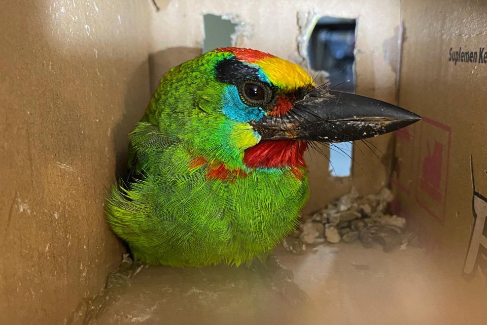 Salah satu burung liar dalam kardus yang dikirim secara ilegal dari Sumatra menuju Jakarta.