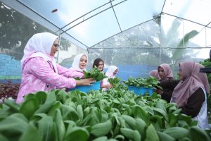 BRI Peduli Dukung Kegiatan Bertani di Tengah Kota Medan 