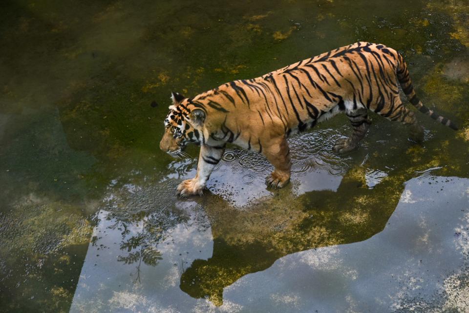 Seekor harimau Sumatra berada di dalam kandangnya di Medan Zoo, Sumatera Utara, Kamis (18/1/2024). 