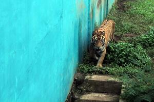 Rencana penutupan sementara Medan Zoo