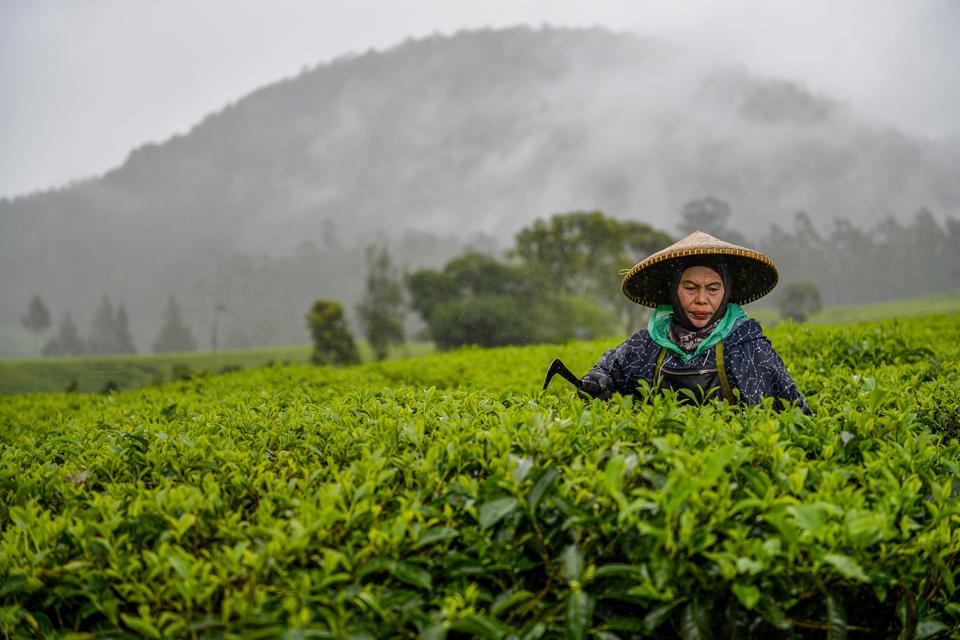 Petani merawat tanaman teh di perkebunan teh Riung Gunung Pangalengan, Kabupaten Bandung, Jawa Barat, Senin (22/1/2024). Kementerian Pertanian akan melakukan peremajaan kebun teh untuk meningkatkan produktivitas teh di Indonesia karena salah satu penyebab