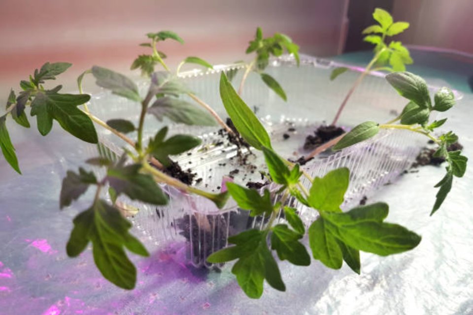 Jelaskan Cara Perkembangbiakan Tumbuhan Seksual Panduan Lengkap