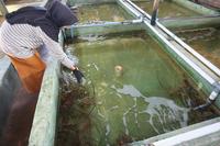 Permintaan lobster jelang imlek di Aceh Barat