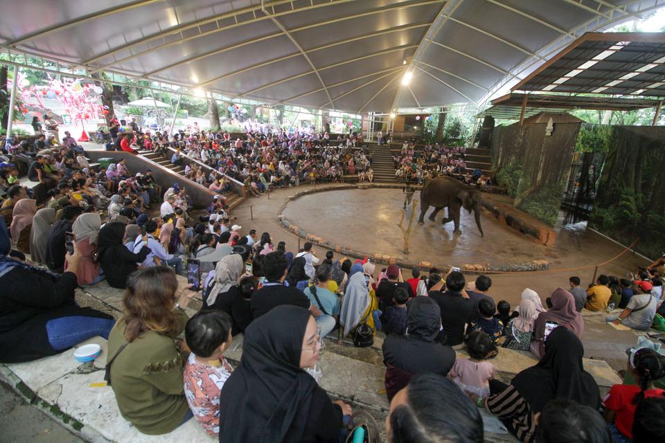 Pengunjung menyaksikan pertunjukan Gajah di Taman Safari Prigen, Pasuruan, Jawa Timur, Kamis (8/2/2024).