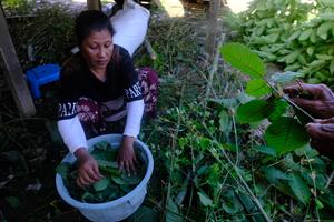 Penjualan daun kratom di Kapuas Hulu