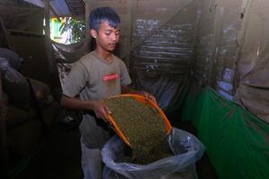 Penjualan daun kratom di Kapuas Hulu