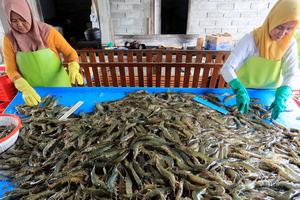 Target produksi udang nasional 2024