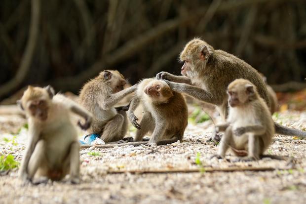 Kontroversi Breeding Monyet Ekor Panjang untuk Laboratorium Luar Negeri