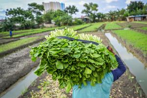 Bertani di perkotaan Jakarta
