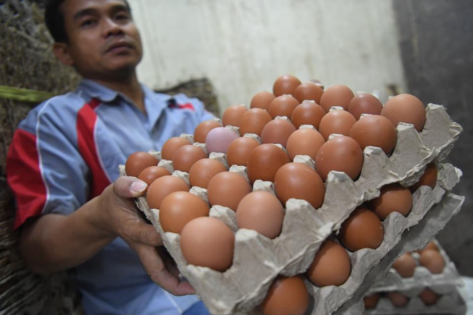 harga telur, jagung, ayam petelur