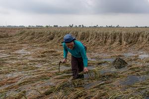 Ribuan hektare lahan pertanian terdampak banjir di Demak