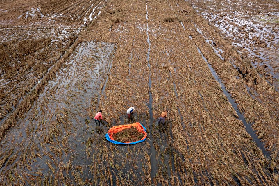 Foto aerial sejumlah petani memanen tanaman padi yang rusak setelah terendam banjir lebih dari sepuluh hari di Desa Cangkring B Kecamatan Karanganyar, Kabupaten Demak, Jawa Tengah, Jumat (23/2/2024).