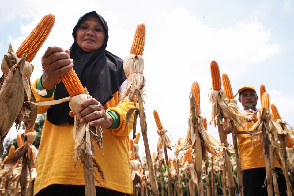 jagung, panen raya