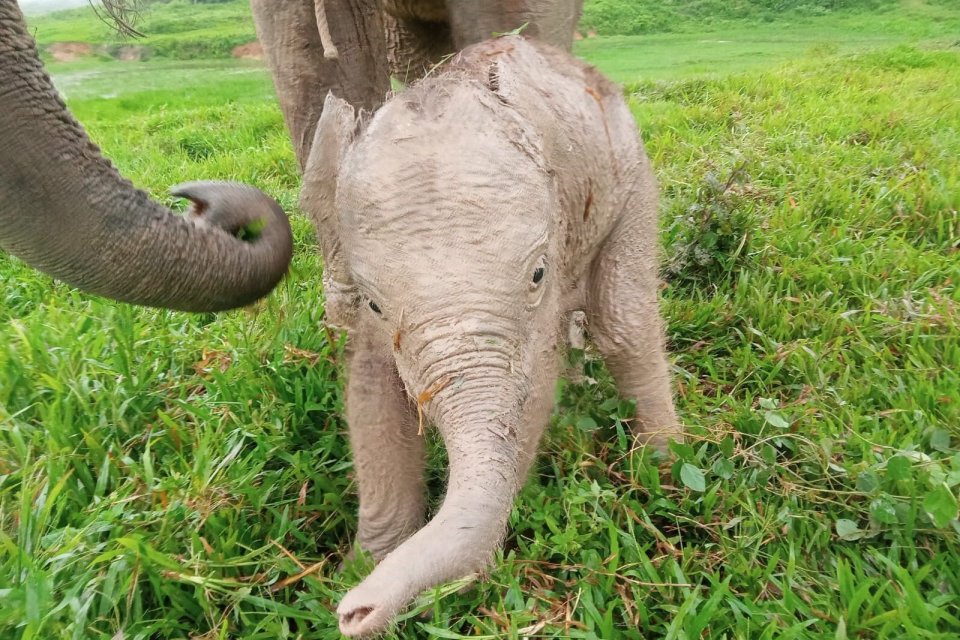 Gajah Sumatra yang baru lahir dan berjenis kelamin betina di Taman Nasional Way Kambas, Lampung, Senin (26/2).