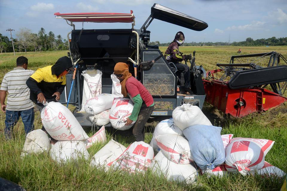 Sejumlah petani menurunkan karung berisi gabah saat panen raya di kabupaten Aceh Besar, Aceh, Minggu (3/3/2024). Badan Pusat Statistik (BPS) memprediksi potensi produksi beras nasional dari hasil panen raya pada Maret-April 2024 sebanyak 8,46 juta ton da