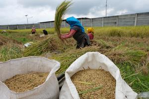Petani konsumsi sendiri padi hasil panen