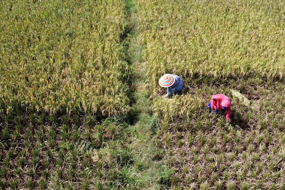 Petani memanen padi di areal persawahan Kecamatan Kabila, Kabupaten Bone Bolango, Gorontalo, Senin (18/3/2024). Petani di daerah itu mulai melakukan panen padi perdana untuk tahun 2024 yang diharapkan mampu menurunkan harga beras di pasaran yang masih men