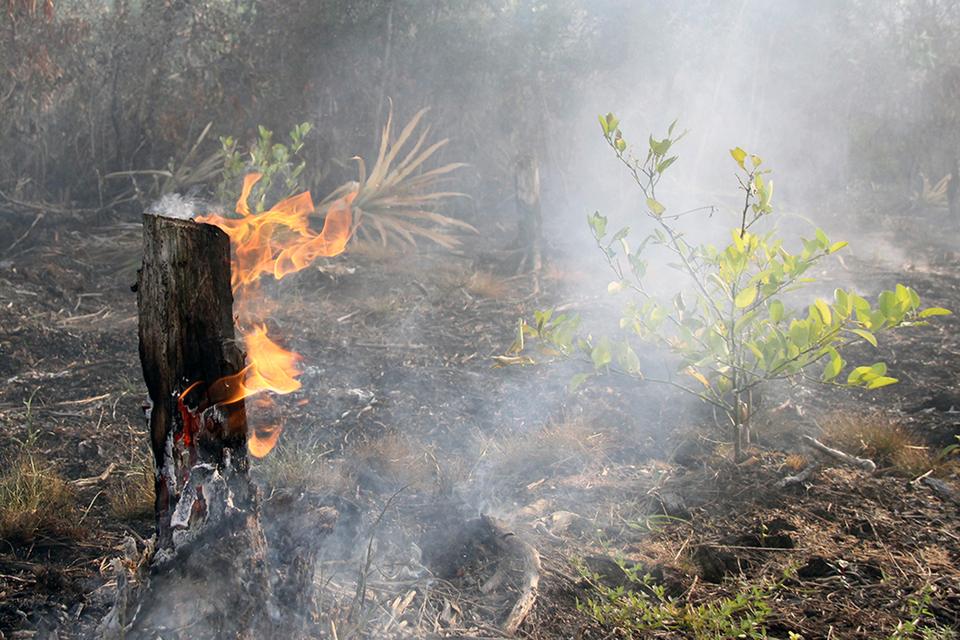 Api merambat membakar batang pohon di lahan gambut perkebunan masyarakat di Kecamatan Dumai Timur, Dumai, Riau, Minggu (24/3/2024). Musim kemarau panjang yang melanda di daerah tersebut membuat kebakaran lahan semakin meluas dan kabut asap mulai menyelimu