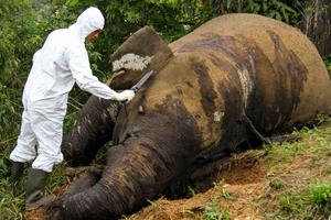 Nekropsi bangkai gajah sumatra di Aceh Utara