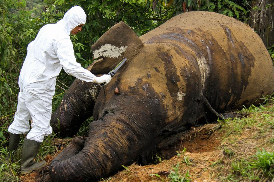 Petugas mendeteksi bangkai gajah Sumatra (Elephas maximus sumatrensis) saat proses nekropsi di area perkebunan warga KM 35 Dusun Jabal Antara, Kecamatan Nisam Antara, Aceh Utara, Senin (25/3/2024). Pembedahan gajah jantan yang diperkirakan berusia lima ta
