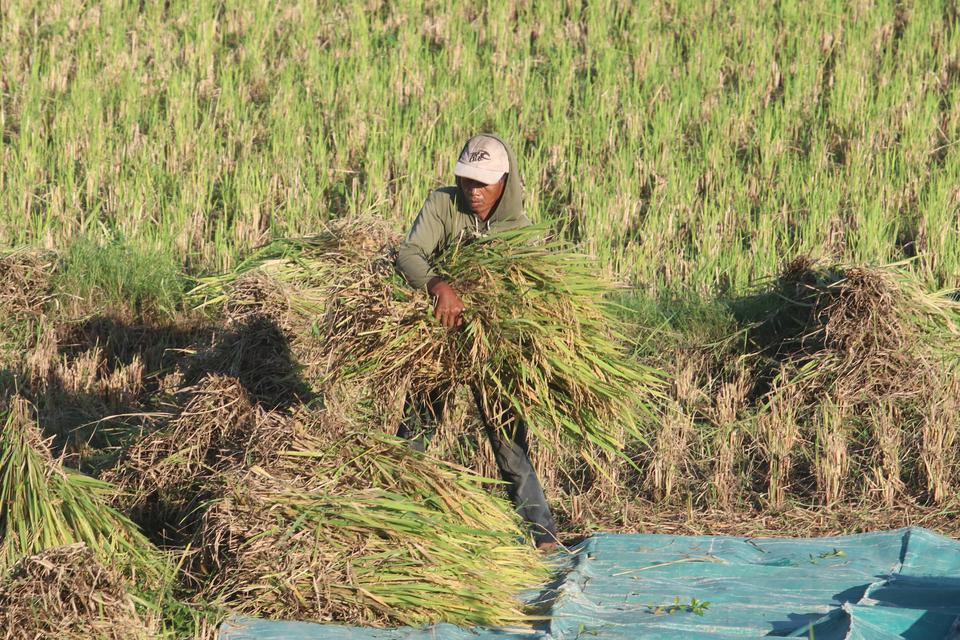 sawah, merauke, kementerian pertanian