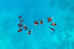 Pari manta karang