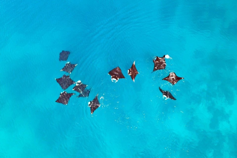 Agregasi pari manta karang sedang makan di permukaan laut di dekat Manta Ridge, salah satu habitat penting bagi pari manta untuk mencari makan di Selat Dampier, Raja Ampat, Papua Barat Daya, 27 Februari 2020. 