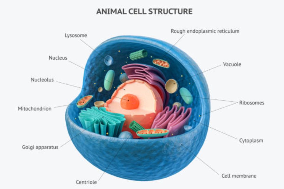 Fungsi mitokondria pada sel hewan.