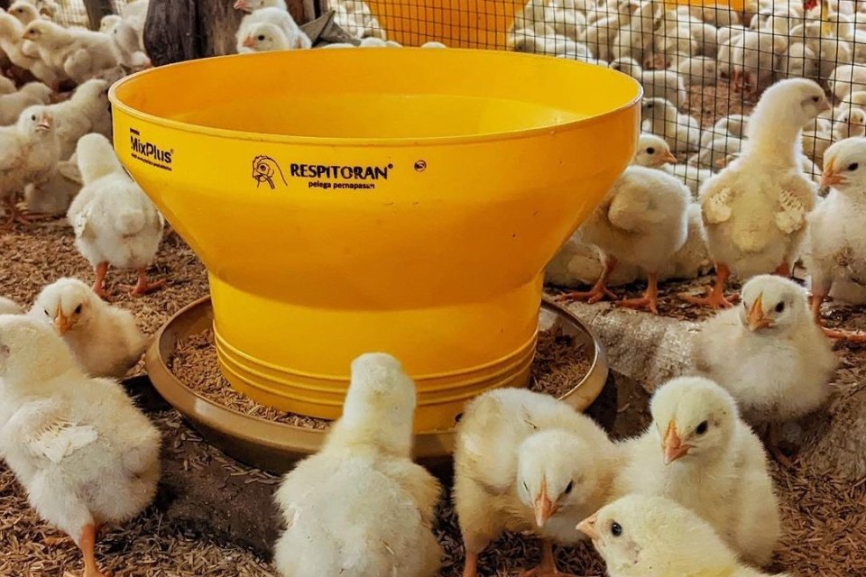 Ilustrasi bisnis peternakan ayam. 