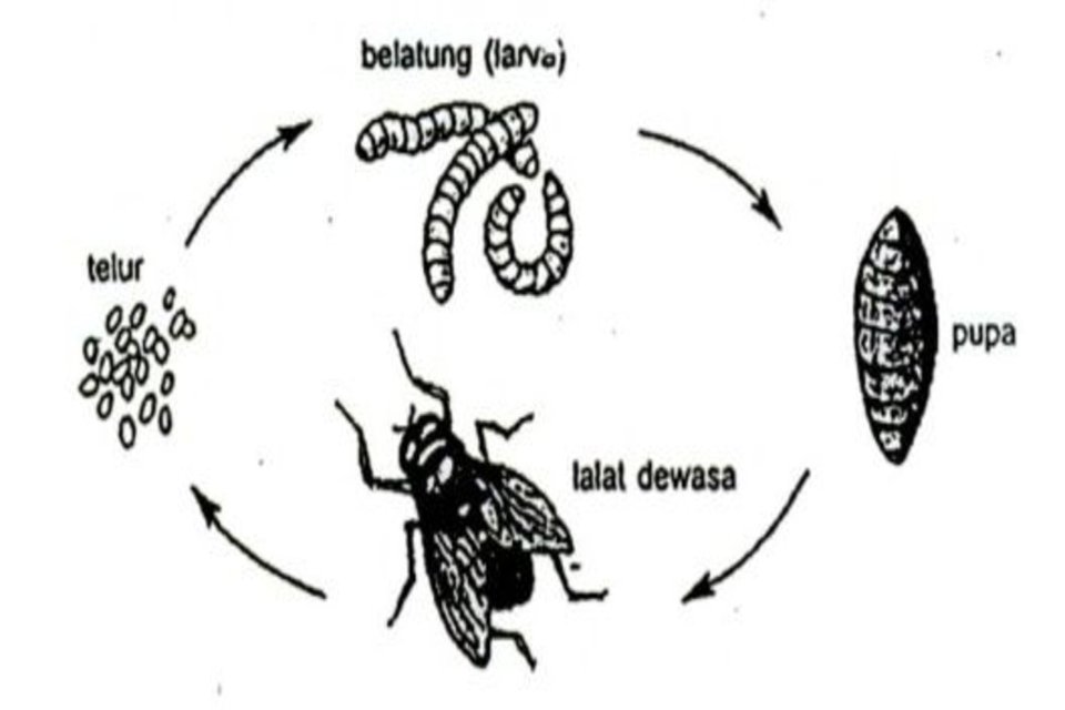 Metamorfosis Lalat