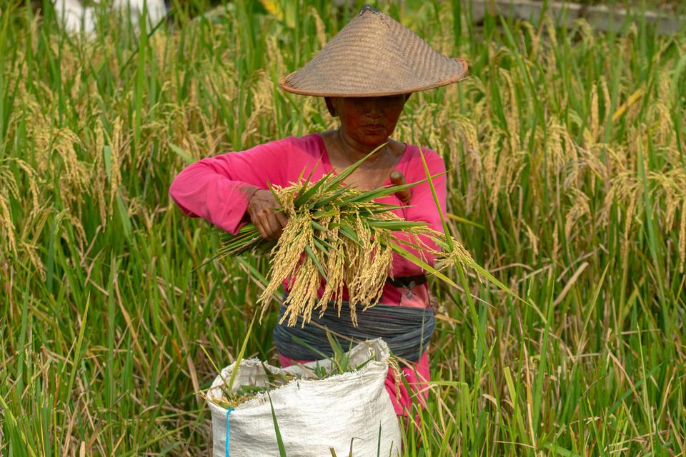 produksi beras, kementerian pertanian, beras, amran sulaiman