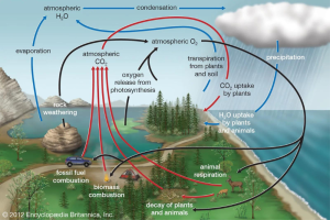 Siklus Biogeokimia