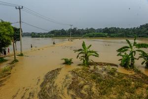 Puluhan hektare sawah terendam banjir di Lebak