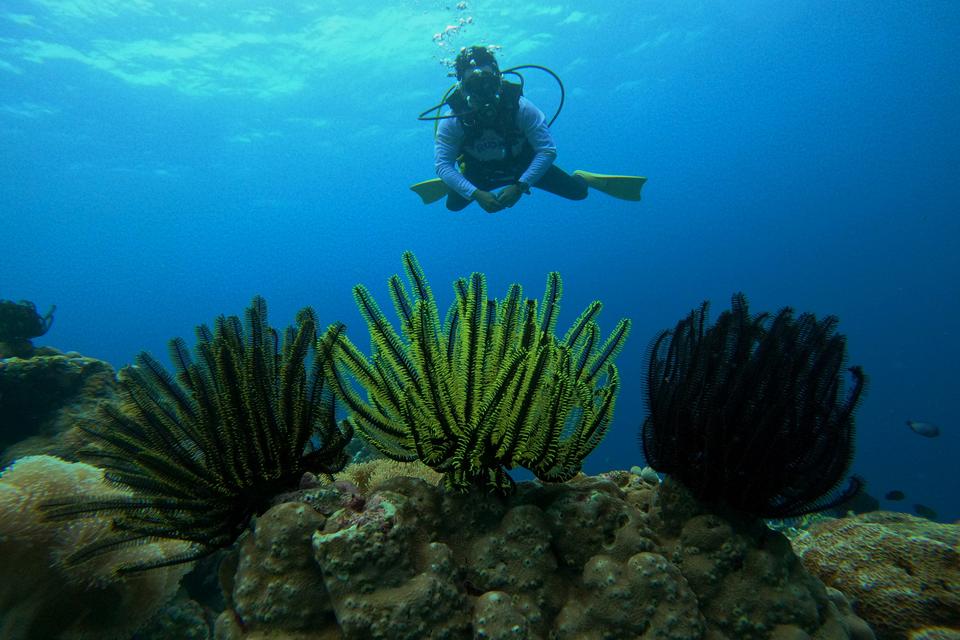 Wisatawan menikmati keindahan bawah laut di Pulau Tomia, Wakatobi, Sulawesi Tenggara, Senin (6/5/2024). Dinas Pariwisata Sulawesi Tenggara bersama Pemerintah Kabupaten Wakatobi terus mempromosikan wisata laut meski jumlah wisatawan mengalami penurunan aki