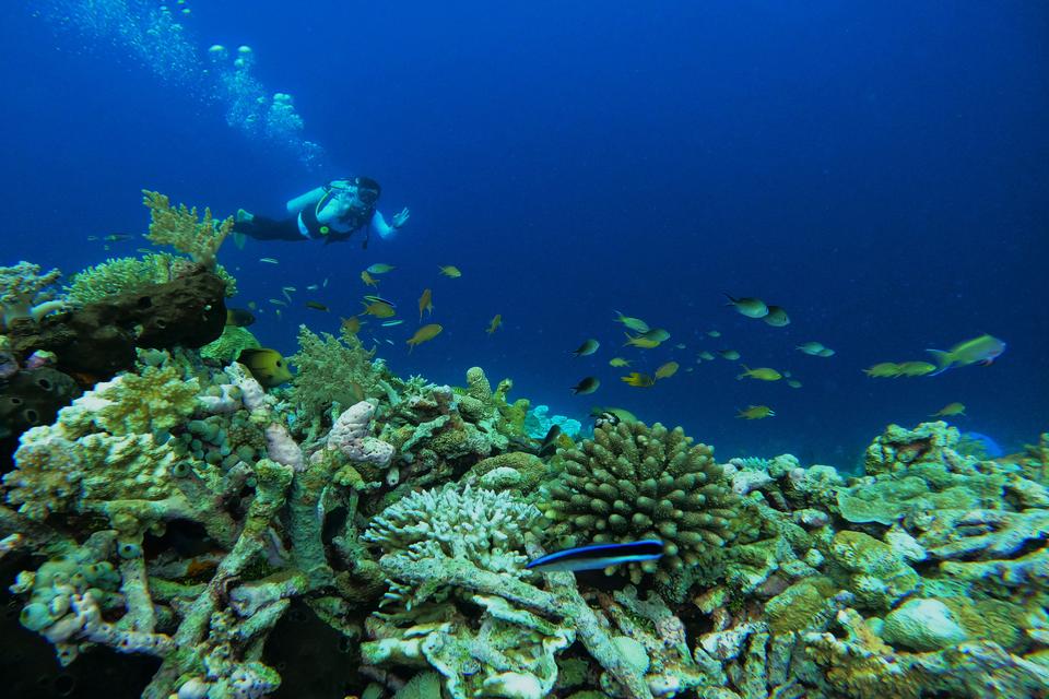 Wisatawan menikmati keindahan bawah laut di Pulau Tomia, Wakatobi, Sulawesi Tenggara, Senin (6/5/2024). 