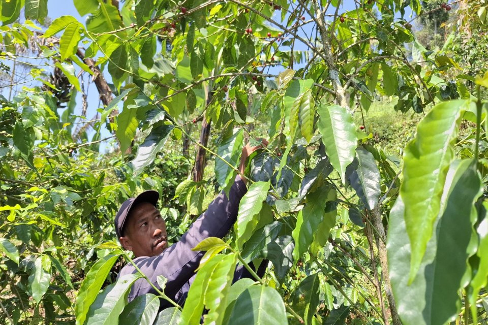 Seorang petani kopi, Dana, memeriksa biji kopi yang ada di lahannya Ciwidey, Kabupaten Bandung, Jawa Barat, pada Kamis (16/5).