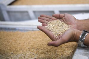 Serapan beras dalam negeri capai 535 ribu ton