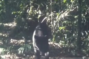 Macan Kumbang Tertangkap CCTV
