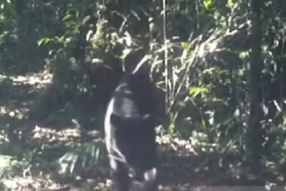 Macan Tutul berwarna hitam yang sering disebut Macan Kumbang tertangkap kamera CCTV di Gunung Gede Pangrango.