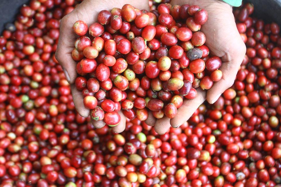 Petani menunjukkan kopi petik merah hasil panen di Desa Taji, Jabung, Malang, Jawa Timur, Rabu (29/5/2024). 