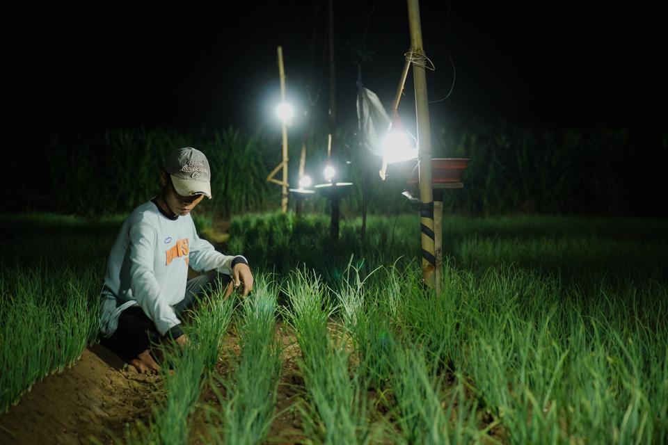 Petani memeriksa tanaman bawang di lahan miliknya yang menggunakan instalasi lampu perangkap hama di Probolinggo, Jawa Timur, Minggu (2/6/2024). Penggunaan lampu perangkap itu guna mencegah hama serangga seperti ngengat dan kupu-kupu bertelur dan menetask