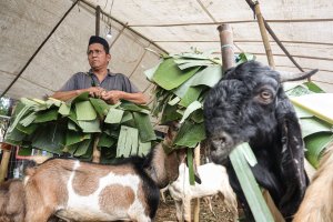 Penjualan Hewan Kurban Meningkat Jelang Idul Adha