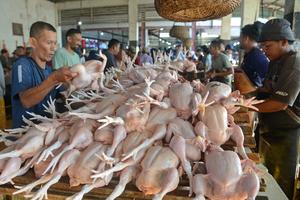 Kenaikan daging ayam pada tradisi Meugang Idul Adha
