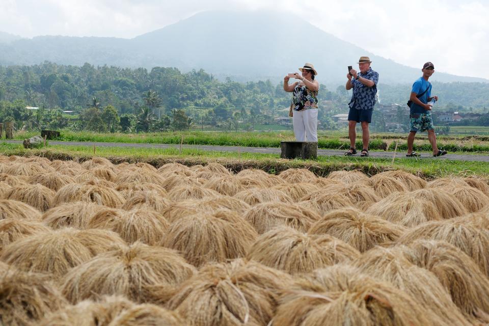 Wisatawan mancanegara memotret padi beras merah yang dijemur saat masa panen raya di Desa Jatiluwih, Tabanan, Bali. Selasa (18/6/2024). Tradisi panen padi beras merah yang digelar setiap bulan Juni tersebut menjadi daya tarik pariwisata di kawasan objek w