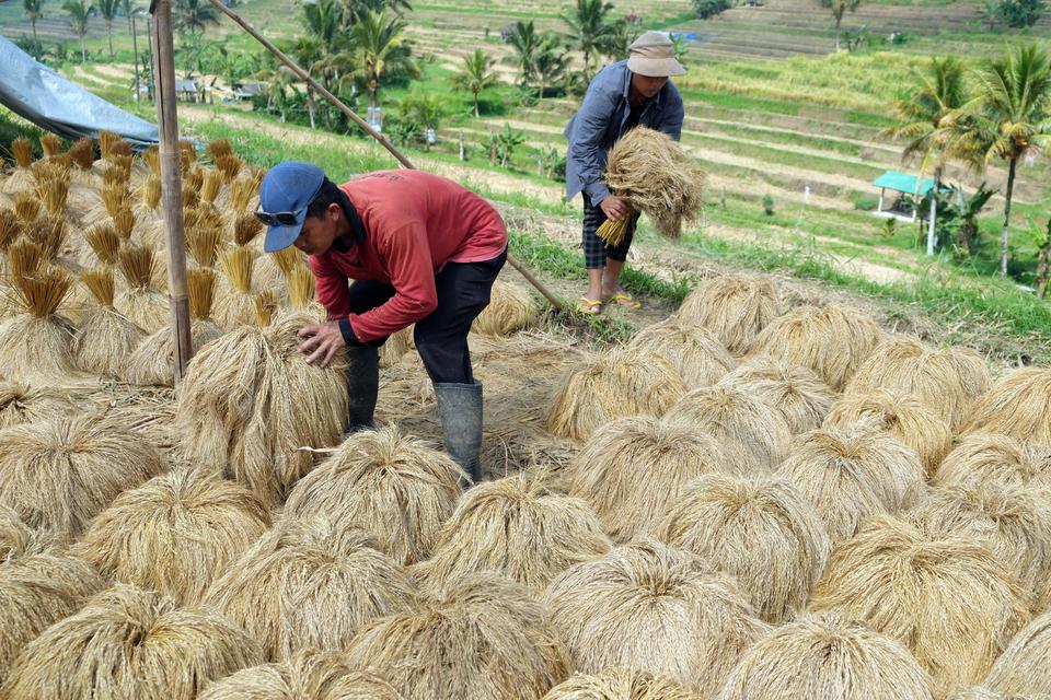 padi, beras, musim tanam, produksi beras