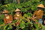 Festival Petik Kopi di Temanggung